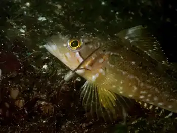 Whitespotted Greenling