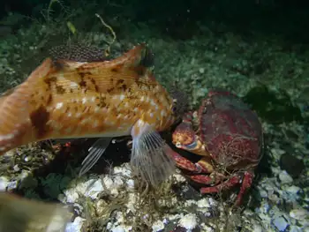 Whitespotted Greenling and Red Rock Crab