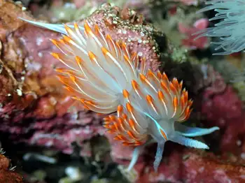 Horned Nudibranch