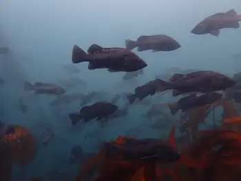 Black Rockfish
