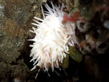 Stiff Footed Sea Cucumber