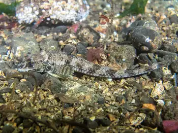 northern spearnose poacher