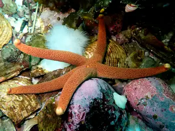 Ridged Blood Star