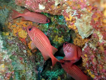 panamic squirrelfish