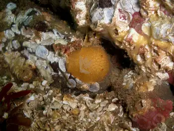 Sandalwood Nudibranch