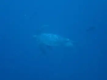 Green Sea Turtle