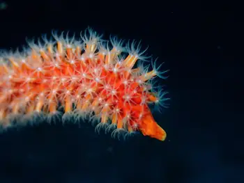 Orange Sea Whip