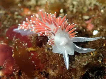 Red Gilled Nudibranch