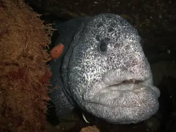 Bristly Tunicate
