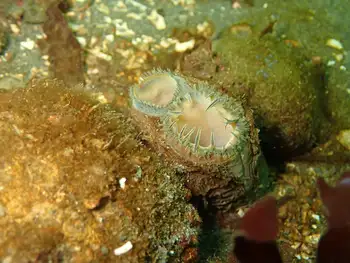 Geoduck Clam