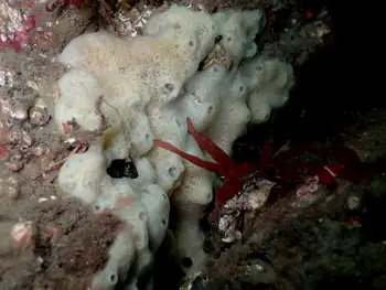 Sponge