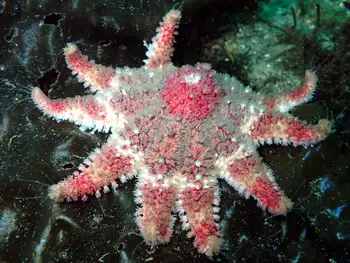Rose Star