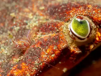 Shrimp
