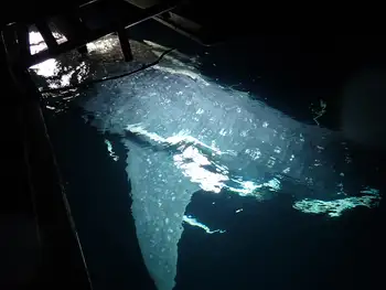whale shark