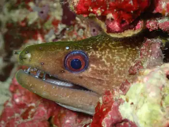 giant moray eel