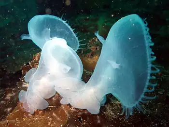 Hooded Nudibranchs