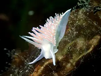 Red Flabellina Nudibranch