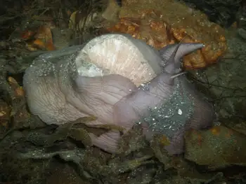 Moon Snail