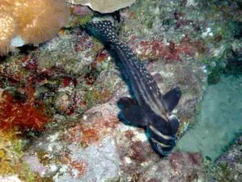 Spotted Drum