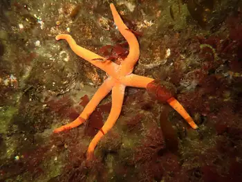 Armpit Blood Star