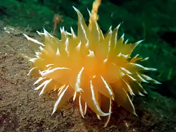 Golden Dirona Nudibranch