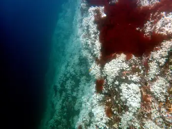 Short Plumose Anemones