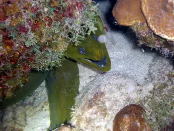 Green Moray Eel