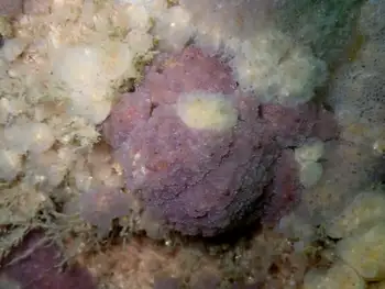 Compound Tunicate