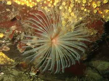 calcareous tube worm