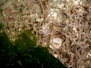 Red Flabellina Nudibranch