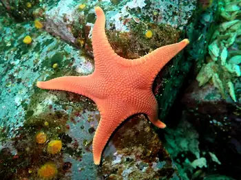 Vermilion Star