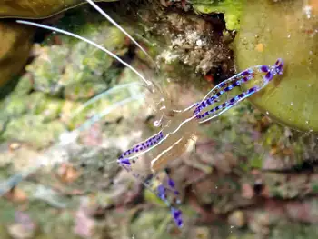 Pederson Cleaner Shrimp