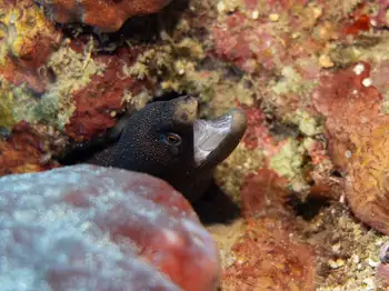 goldentail moray eel