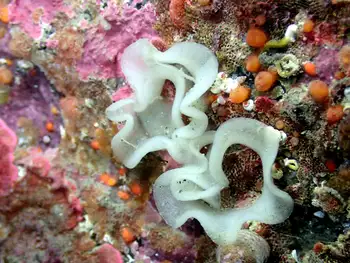 Eggs Nudibranch