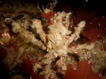 Graceful Decorator Crab