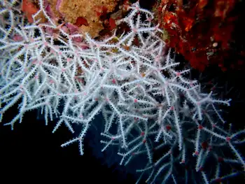 White Acabaria Coral