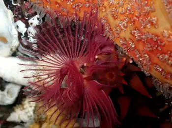 Feather Duster Worm