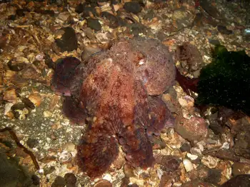Giant Pacific Octopus