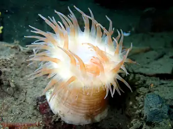Painted Anemone