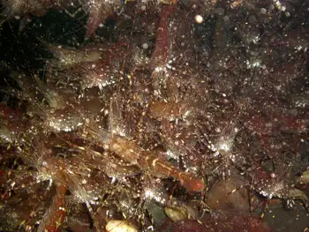 Coonstripe Shrimp