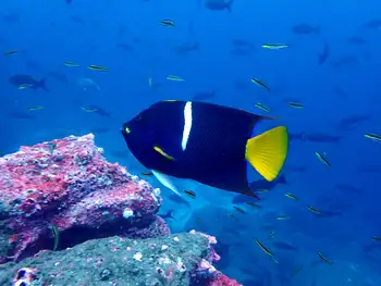 King Angel Fish