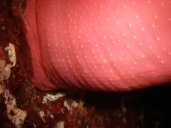 Crimson Anemone