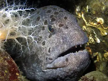 Wolf Eel