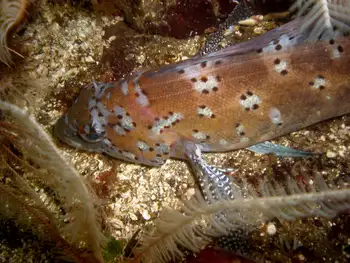Northwest Feather Stars