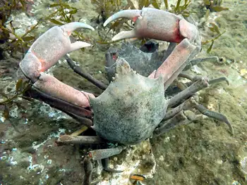 Southern Kelp Crab