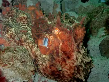 Giant Pacific Octopus
