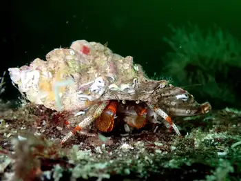 Bering Hermit Crab
