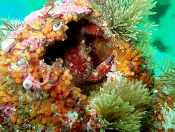 Pygmy Rock Crab