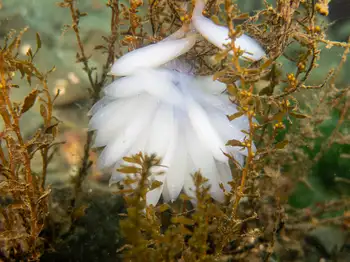 Eggs Opalescent Squid