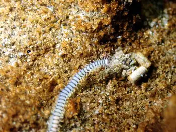 Bobbit Worm